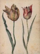 Georg Flegel, Two Tulips